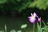 徳川園に咲く　雨天ならではの静けさをお楽しみ下さい