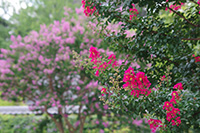 徳川園に咲く　サルスベリ紅と桃