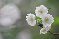 徳川園に咲く　子福桜