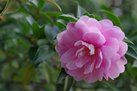 徳川園に咲く　山茶花（八重）