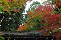 徳川園に咲く　虎仙橋周辺は今後色づきが深まります