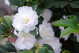 徳川園に咲く　白寒椿