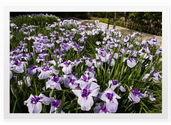 photo of Iris