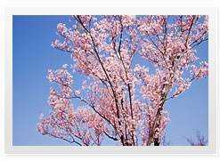 photo of Japanese Apricot