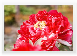 photo of Peony