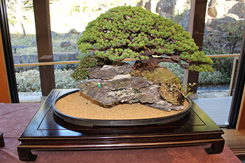 盆(才)展