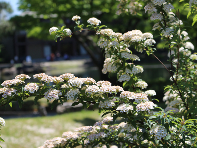徳川園に咲く　コデマリ
