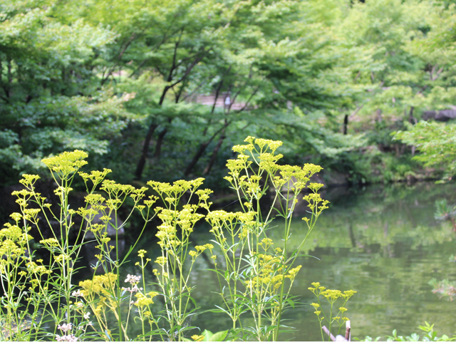 徳川園に咲く　オミナエシ
