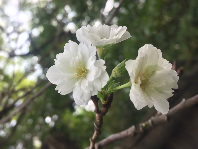 徳川園に咲く　コブクザクラ
