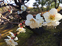 徳川園に咲く　ウメ（白梅）