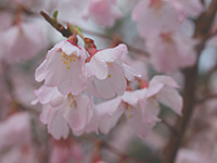 徳川園に咲く　トウカイザクラ