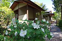 徳川園に咲く　白ヤマブキ