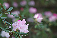 徳川園に咲く　シャクナゲ