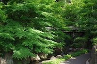 徳川園に咲く　幽谷深山の景　虎仙橋と虎の尾　緑モミジ