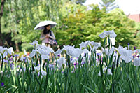 徳川園に咲く　菖蒲田