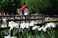 徳川園に咲く　日傘や雨傘、そして徳川園の和傘イベント