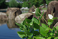 徳川園に咲く　ハンゲショウと龍仙湖