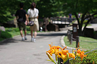 徳川園に咲く　ヤブカンゾウ