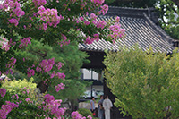 徳川園に咲く　サルスベリと黒門