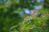 徳川園に咲く　イロハモミジの翼果
