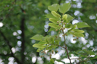 徳川園に咲く　ボタイジュの種と苞