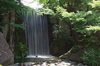 徳川園に咲く　龍門の瀧