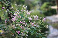 徳川園に咲く　ミヤギノハギ