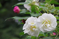 徳川園に咲く　スイフヨウ