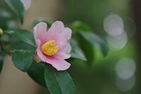 徳川園に咲く　山茶花一重（変種）