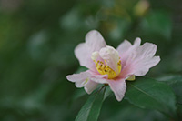 徳川園に咲く　山茶花変種（雄蕊が花弁化）