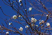 徳川園に咲く　子福桜