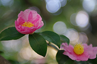 徳川園に咲く　山茶花
