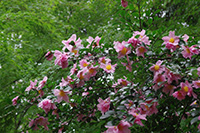 徳川園に咲く　山茶花（八重、一重、赤、桃、白など）