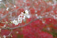 徳川園に咲く　子福桜