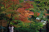 徳川園に咲く　山側のモミジ色変わり始め