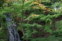 徳川園に咲く　大曽根の瀧周辺はこれから色の変化が始まります