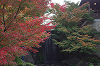 徳川園に咲く　龍門の瀧周辺のモミジ色変わり始め