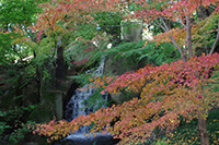 徳川園に咲く　大曽根の瀧周辺　青モミジもあります