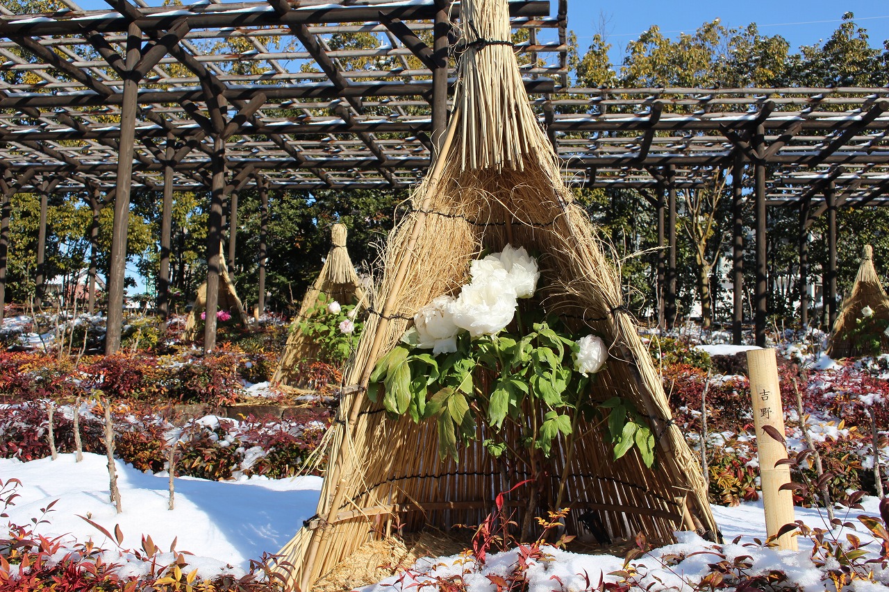 徳川園に咲く 冬牡丹昨年の様子 (5)