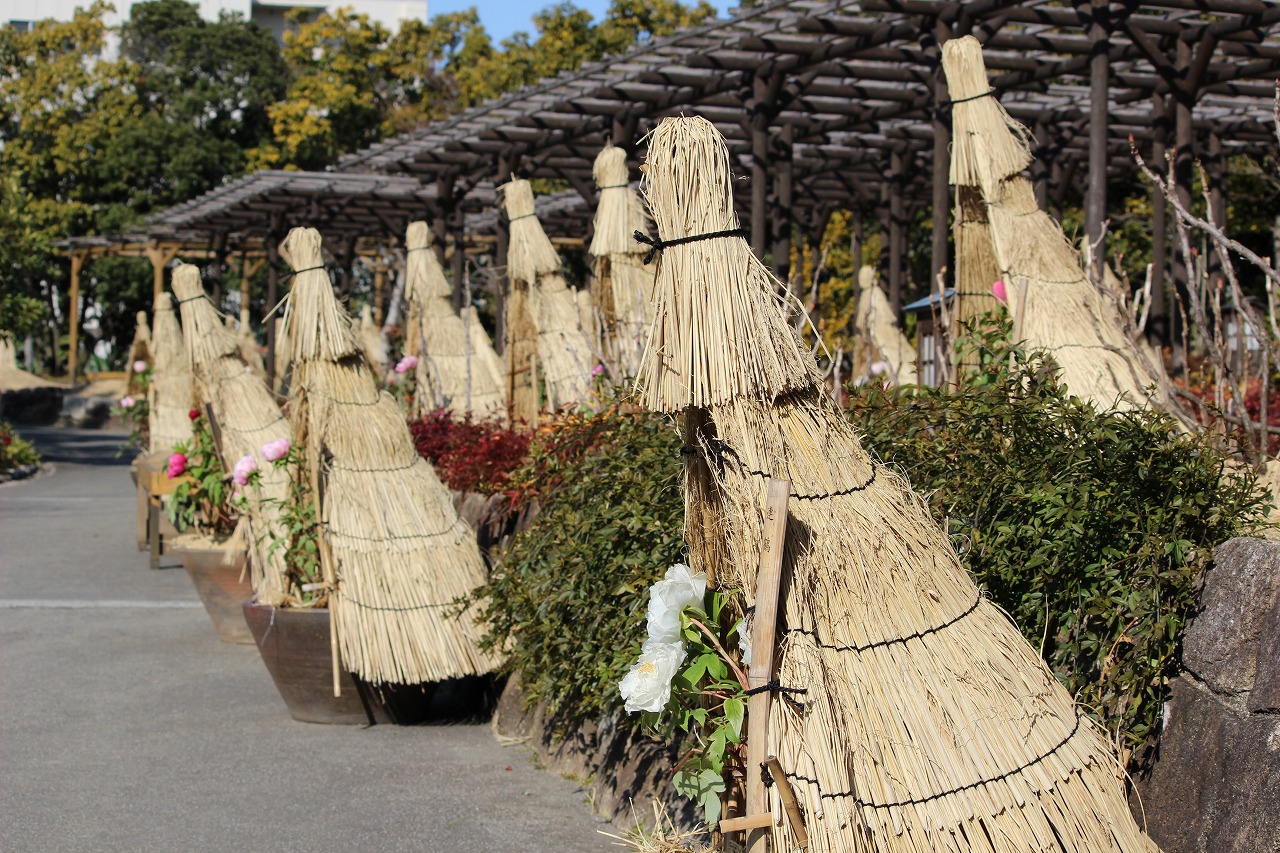 徳川園に咲く 冬牡丹昨年の様子 (6)