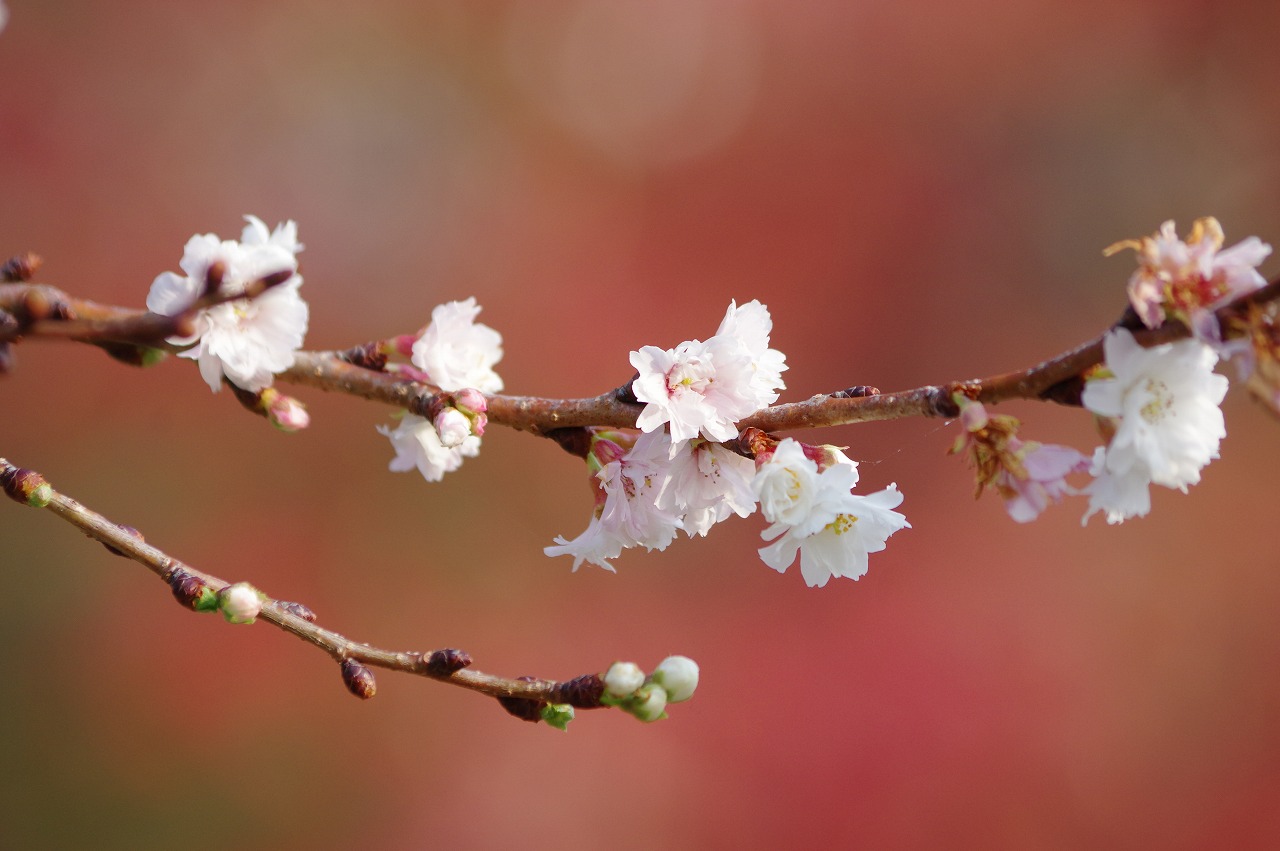 徳川園に咲く 子福桜