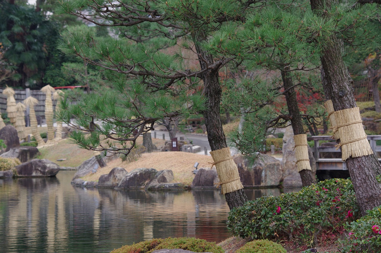 徳川園に咲く 松のコモ巻き