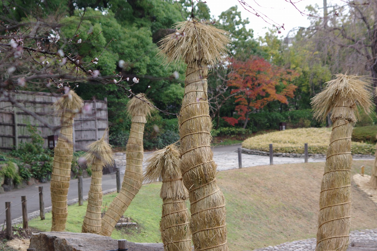 徳川園に咲く 蘇鉄(池田山公園風)