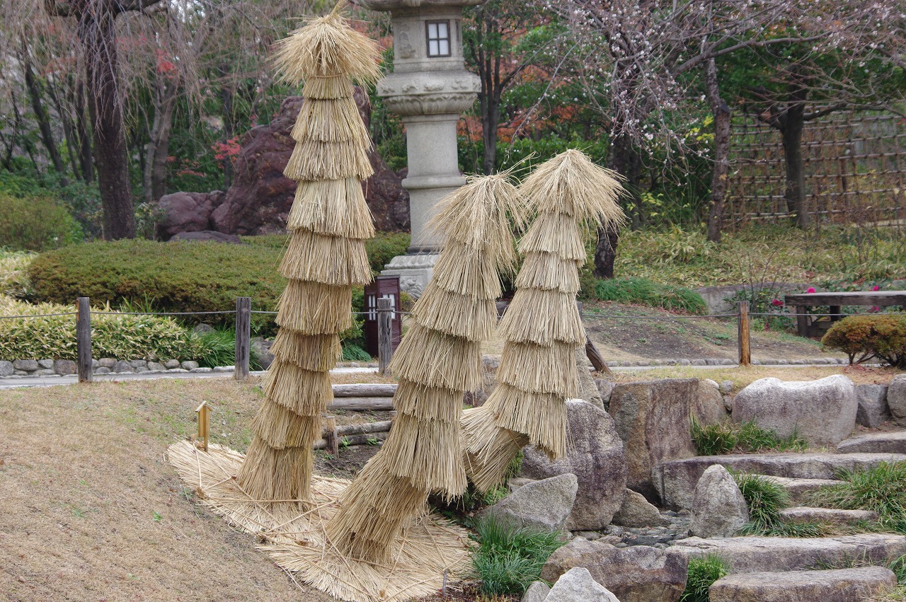徳川園に咲く 蘇鉄(二条城庭園風)