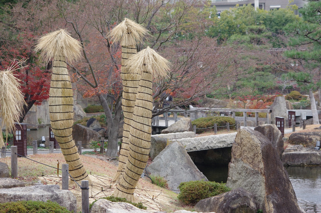 徳川園に咲く 蘇鉄(浜離宮恩賜庭園風)