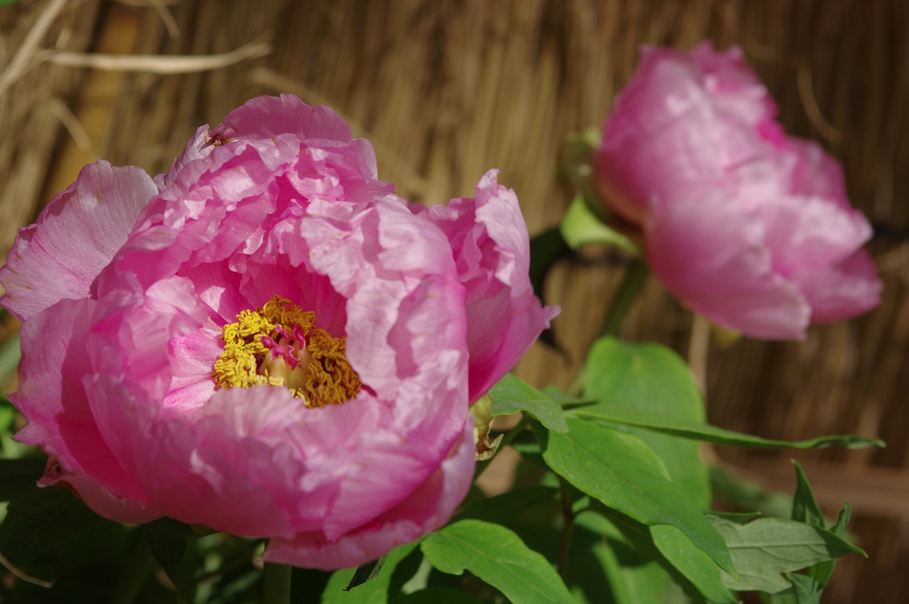 徳川園に咲く 花遊