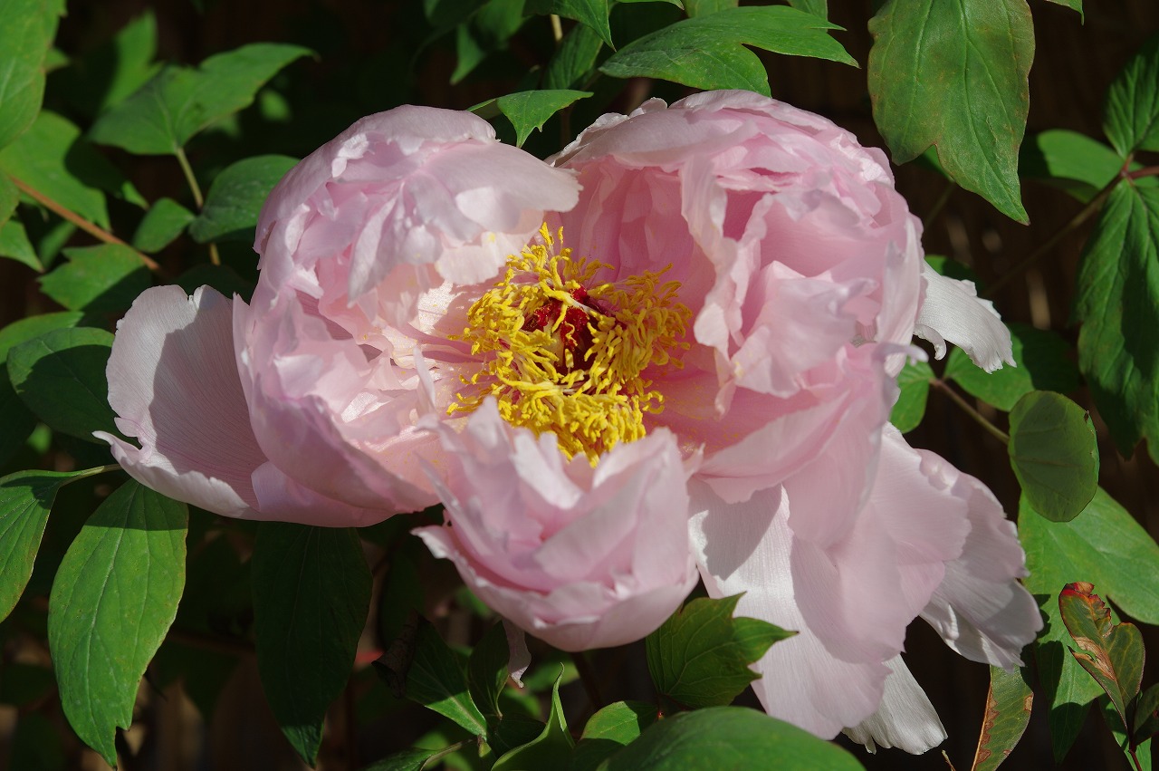 徳川園に咲く 玉芙蓉