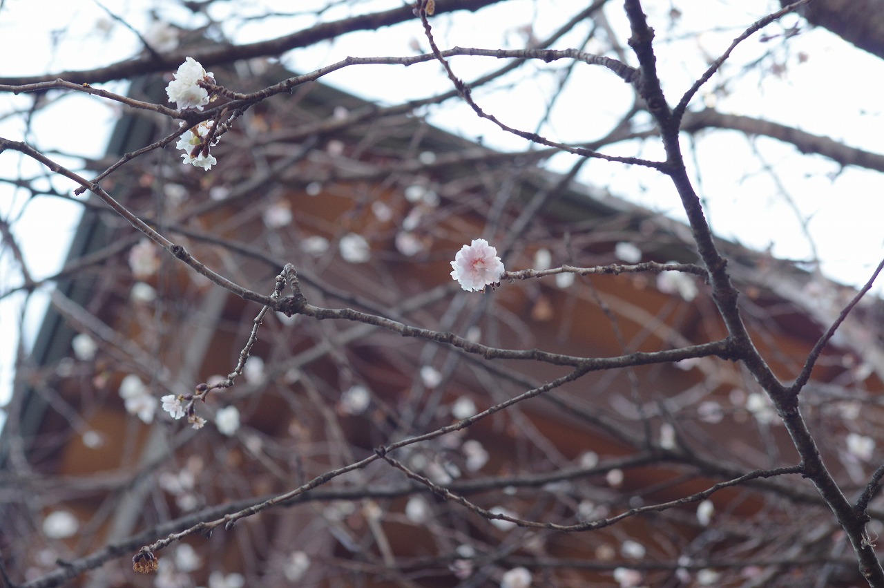徳川園に咲く 子福桜