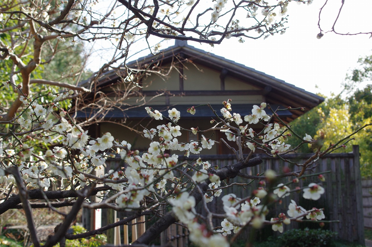 徳川園に咲く 白加賀(瑞龍亭横)
