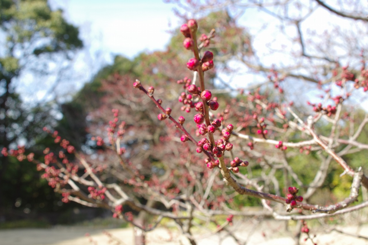 徳川園に咲く 淋子梅は蕾